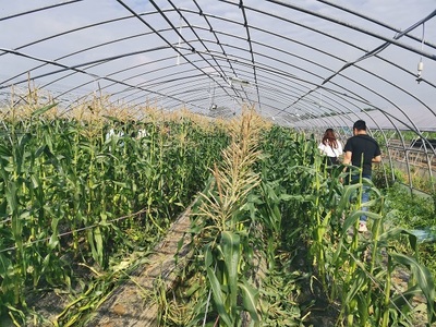 首届南京微玉鲜食玉米采摘节在溧水开幕