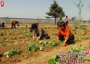 汤阴县伏道镇大力发展高产特色农业种植