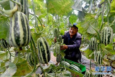 陕西靖边:现代农业促增收